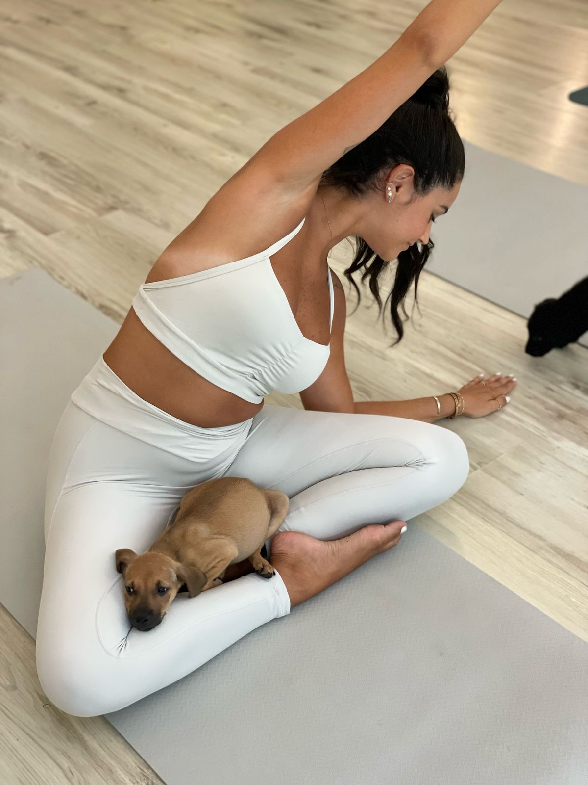 Gift Card Puppy Flow